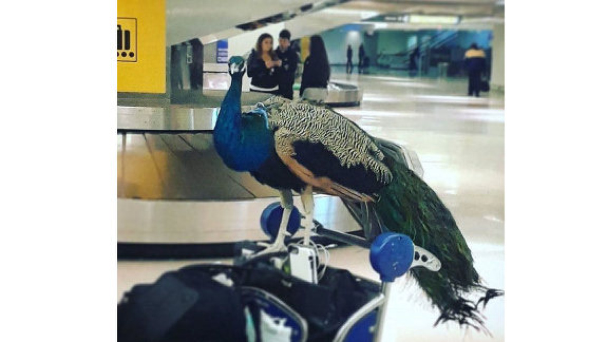 A woman who tried to board a United Airlines flight from Newark, N.J., recently was turned away after showing up at the airport with her emotional support peacock.